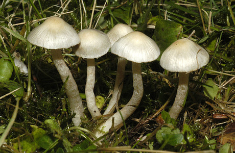 Erdblättriger Rißpilz (Inocybe geophylla) - © Heinz Prelicz